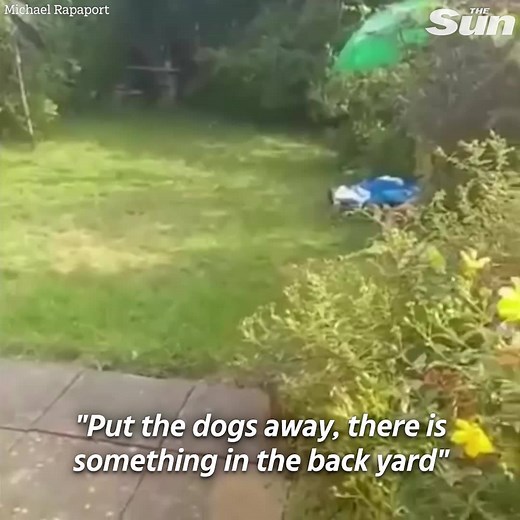 8.5M views · 126K reactions | "Call the f***ing cops! That f***ing cat is back!" | The Sun | Facebook