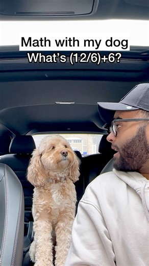 Luna The Mini Cockapoo on Instagram: "This one had her thinking… 😳 #dogs #puppylove #minicockapoo"