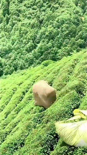 Tea Leaves Thrown From Hills #shorts