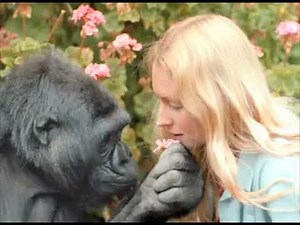 Intro to Koko & The Gorilla Foundation 2022