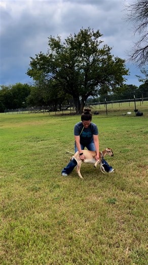 A little progression video for you on this beautiful Friday! ⚡️ | Full Potential Goat Tying