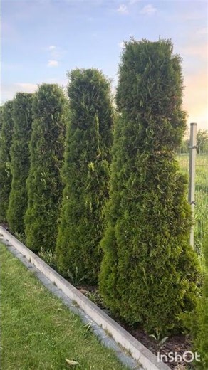 So many people are ruining their thujas! 5 simple rules to keep them lush and green all year round.
