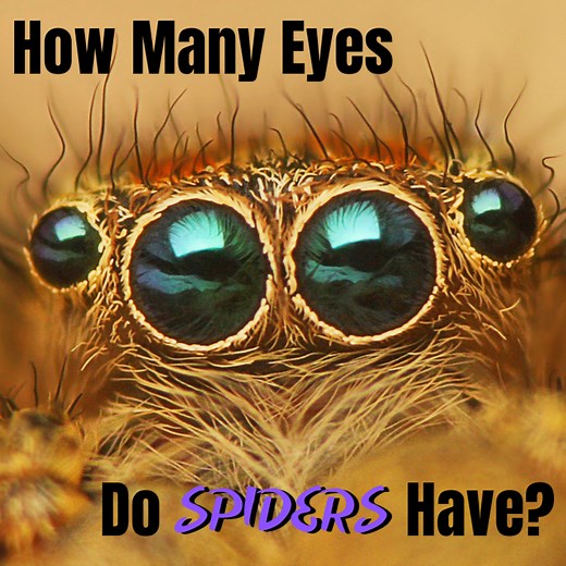 How Many Eyes Does a Spider Have? What Do Spider Eyes Look Like?
