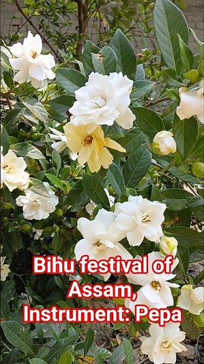 Assam’s Bihu Festival EPIC Pepa Performance! 🎶 | Traditional Folk Music You Can’t Miss!