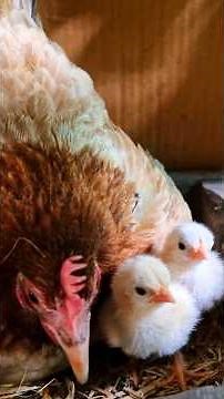 bantam hen hatching egg to chicks . #bantams #hen #hatchingeggs21daysaseel #raisingchicks #viral #yt