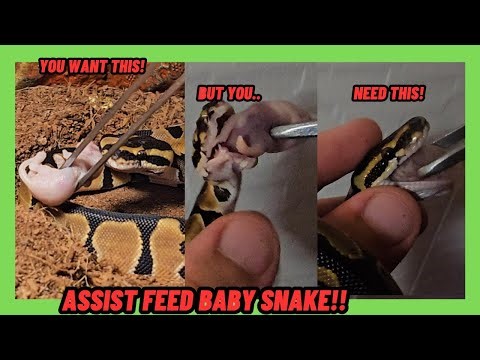 HELP FEED BABY BALL PYTHONS!! HOW TO ASSIST FEED SNAKES! CLONED SNAKES!