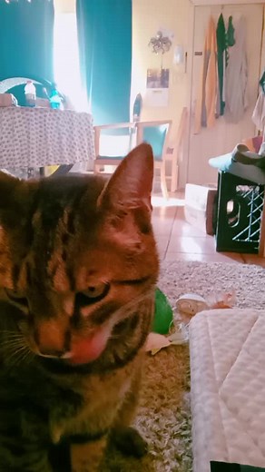 tamilynjones (@tamilynjones)’s videos with AI kids portrait - Skye Wolf Marigold