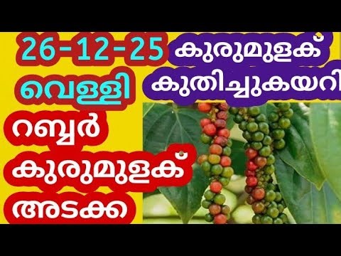 കുരുമുളക് റബ്ബർ അടക്ക വില 26-12-25 വെള്ളി | #pepper #arecanut #coconut #rubber #goldprice | Malayala