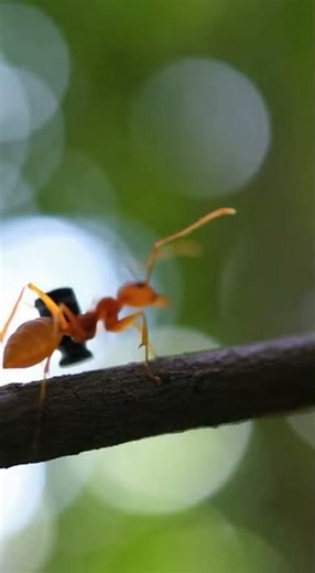 Let's go to see how red ants exist #insects #ihavethisthingwithplants #ants #nature #facts #animals