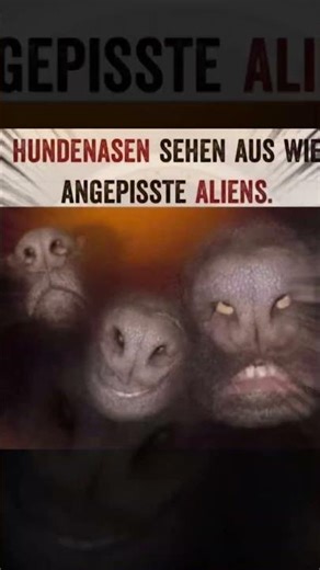 Ist es euch schon aufgefallen ? #alien #fyp #hund #following #viral
