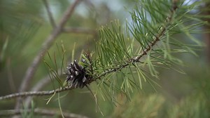 Free stock video - Close-up of a pine tree branch.