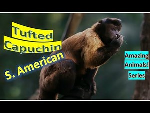 Tufted Capuchin facts 🐒Brown Capuchin 🐒 Black-capped Capuchin 🐒 Pin Monkey 🐒 from South Americ