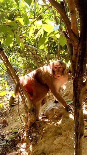 Trying to ‘interview’ a monkey didn’t go as planned.”🐒😡