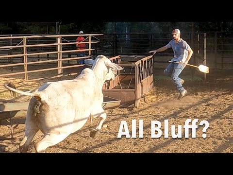 Brahmas, Brangus, and Herefords a Fun Bunch!