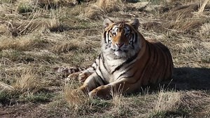 5.5K views · 1K reactions | Video Of The Day! Video Of The Day! After a long winter, our rescued animals are glad to have the sights and sounds that come with the verge of Spring. #TheWildAnimalSanctuary #WildAnimalSanctuary #Colorado #Sanctuary | The Wild Animal Sanctuary | Facebook