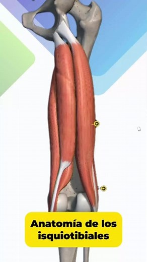 Este es el grupo de músculos que encontramos en la parte posterior del muslo, con función en la cadera y la rodilla, son músculos largo y conocer su anatomía es fundamental; Aquí les dejamos un repaso anatómico. #isquio #isquiotibial #musculos #anatomia #fisio #fisioterapia #fisioterapeuta #fisioterapiaenmovimiento | Fisioterapia en Movimiento
