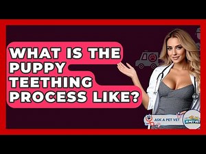 What Is The Puppy Teething Process Like? - Ask A Pet Vet