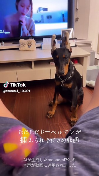 このムギュってなった瞬間の「⁉︎」って顔がたまらん可愛い 🐶＜ ナニスンネンっ #ドーベルマン #dorberman #ペットのいる暮らし #aespa #ウィンター #dog #ボイスライブラリー