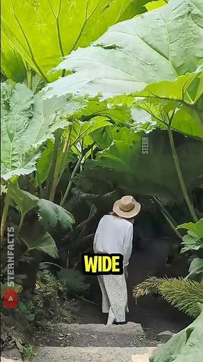 The Giant Leaves of Brazil That Make You Feel Tiny 🌿