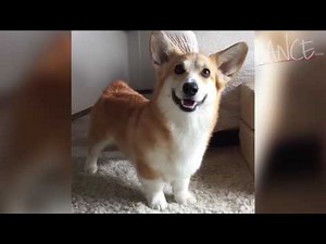 Yes, You Should Stop Working And Watch Corgi Dogs Tap Dance