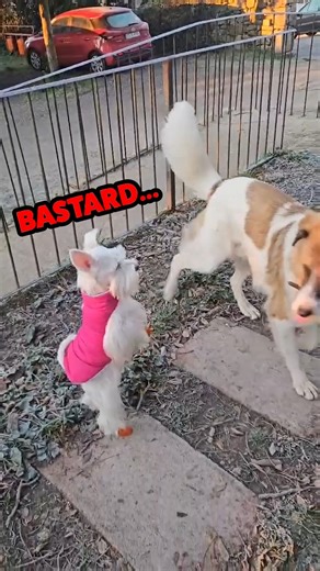 Rufus Goodboy on Instagram: "Scottish Scottish Terrier 🏴󠁧󠁢󠁳󠁣󠁴󠁿🐕‍ #animalvoiceover #talkinganimals #voiceover #vo #dogsofinstagram #dog #funnyreels #scottishterrier"