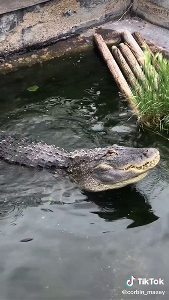 Alligator ROAR!🐊 Also called bellowing! #maincharacter #tiktokanimals #alligator #gator #animalsoftiktok #wow #reptilesoftiktok #reptile #foryou #fyp