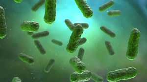 Bacteria Colony Inside Human Gut Closeup Stock Footage Video (100% Royalty-free) 3436713869 | Shutterstock