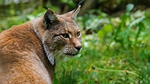 Free video - Lynx, Big Cat, Predator, Carnivores