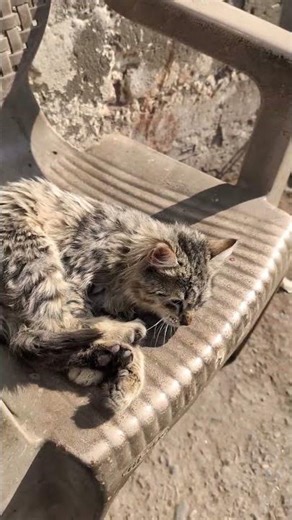 Mast Neend AA arhi ha 😴#shortsfeed #shorts #catvideos #cat #pets #viral