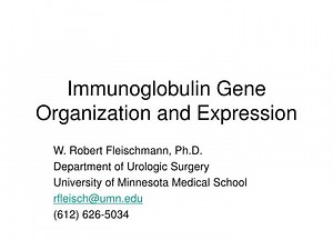 PPT - Immunoglobulin Gene Organization and Expression PowerPoint Presentation - ID:3402181