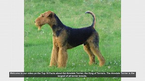 Top 10 Facts About the Airedale Terrier: The King of Terriers