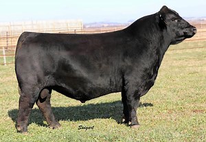 WBF Success F153 - Select Sires Beef