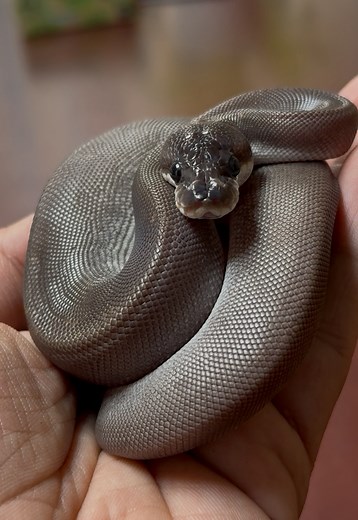 17 reactions · 3 comments | What’s on the Planner Today?…. A New Python! Meet Kiki! We love this little Misfit! Kinks and All! Thank you Reptile Familiars! | ESP Emotional Support Pythons | Facebook