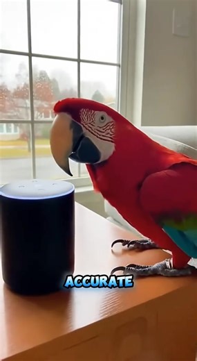 8.6K views · 184 reactions | Funny talking with Parrot 列 #funny #parrot #comedyparrot | Comedy Talk With Parrot | Facebook