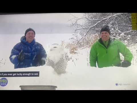 Snowy Owl InvasionWild Kratts: Season 4, Episode 3 ‪@WildKratts‬ ‪@PBSKIDS‬