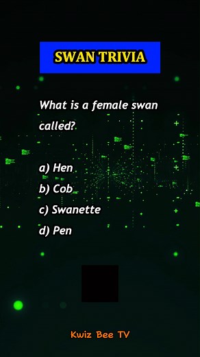 5K views · 49 reactions | Swan Trivia | What is a female swan called? #kwizbeetv #triviaquiz #fbreels #trendingreels #viralreels #facebookreels #quiz | Kwiz Bee TV | Facebook