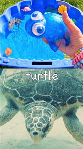 Kids Learn | Sea Animal Names with Toys: Turtle Shark Seal Octopus Seahorse