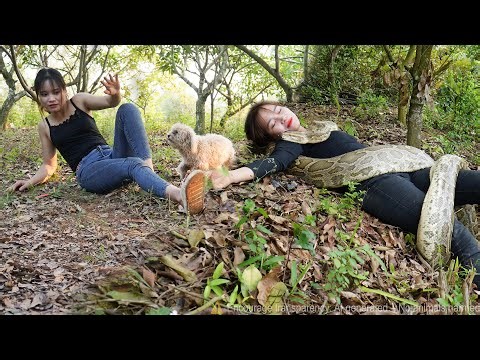 Terrifying Moment! Giant Python Attacks Girl on the Farm – Harvesting Fresh Tomato for Market! 😱🐍🍅