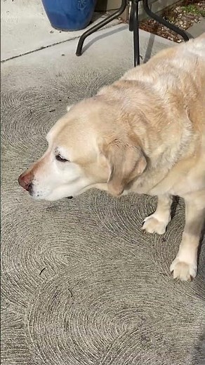 This Dog Just Wants To Eat In Peace #dogvideos #movie #film #dogmovies #funnydogs #dogadventures