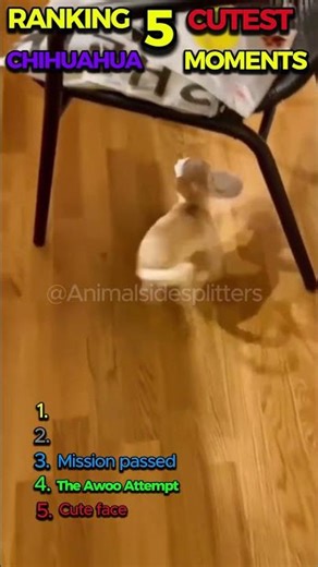 Ranking the 5 cutest chihuahua moments you wont believe