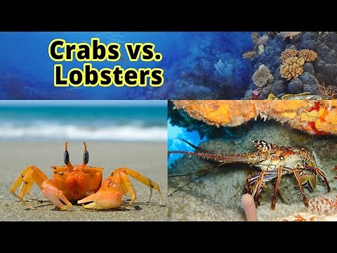 Crabs and Lobsters: How to Distinguish Them???