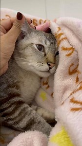 Pure love 🥰 #cat #catwalktour #catvideos #cute #funnycatvideos #catfunny #kitten #funnycat #funny