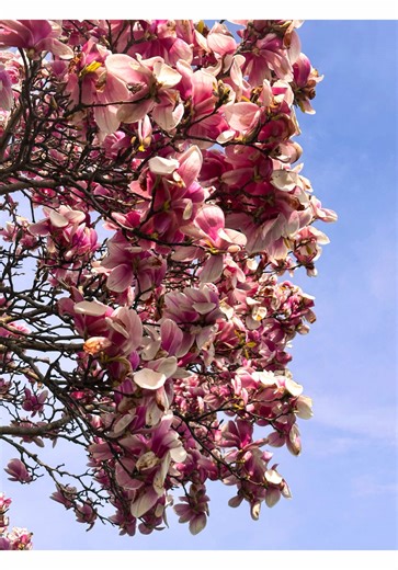 Spring in New England 🌸🌸🌸 #newengland #rhodeisland #boston #spring #bloom