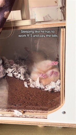 My Hamster's Relaxing Lifestyle and Sleep Habits