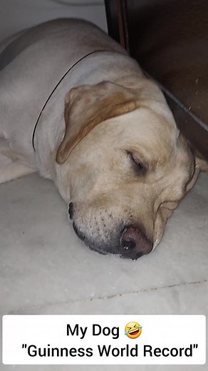 My Dog Guinness World Record 🤣 | SourShy #dogs #dogoffacebook #dogsofinstagram #puppy #doglover #instadog #dogoftheday #doglovers #doglife #pet #puppies #cute #dogsofinsta #puppiesoffacebook #facebookreels #petsofinstagram #doggo #ilovemydog #doglove #dogphotography #facebookpost #dogstagram | SourShy