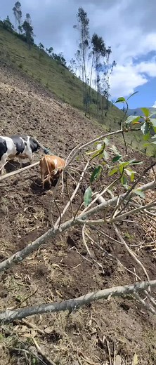 Guiding a Cow Through a Rural Field