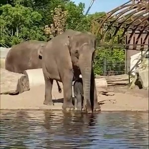 In de laatste vlog van dierverzorger Sil werd al genoemd dat het olifantenkalf steeds meer zijn slurf probeert te gebruiken. In dit filmpje van afgelopen week is dat ook goed te zien: het jong probeert net als zijn moeder met zijn slurf te drinken. Een slurf is een combinatie van een lange neus en een bovenlip. Hij wordt gebruikt om te eten, drinken, ruiken, ademen, voelen, wassen, afstoffen, vechten en geluid te maken. Het vingertje aan het uiteinde is heel gevoelig en dient voor secuurder werk