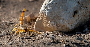 More than 500 hospitalized with stings after storms wash scorpions into people's homes in Egypt