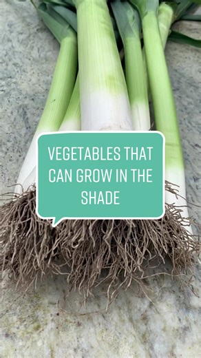 Shade-Loving Veggies: Grow Food Even in Low Light