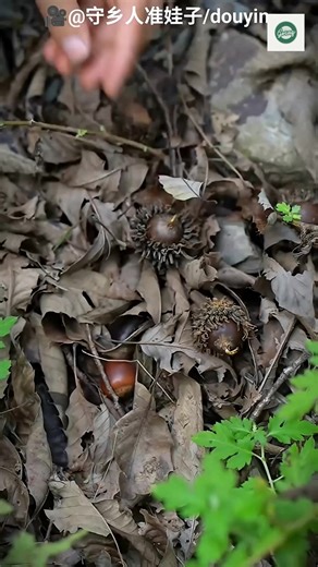 3.1K views · 12 reactions | The Hidden Journey of the Chestnut From Tree to Table ✨ #ChestnutLove #TraditionalFoods #AsianFlavors #FoodDiscovery | GoSaq | Facebook